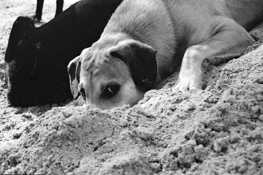 ST(R)AY image b/w film photography puppy with nose in the sand