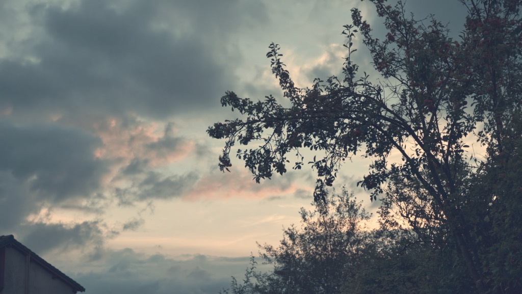sunset sky and silhouetted against a tree.