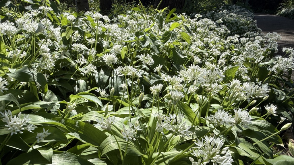 wild garlic blooming