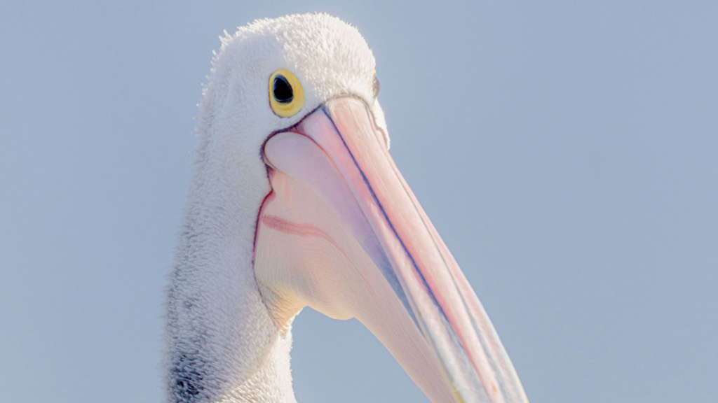 pelican