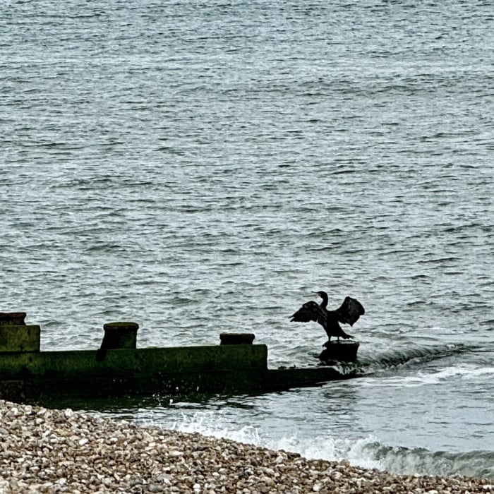 a cormorant on the beach