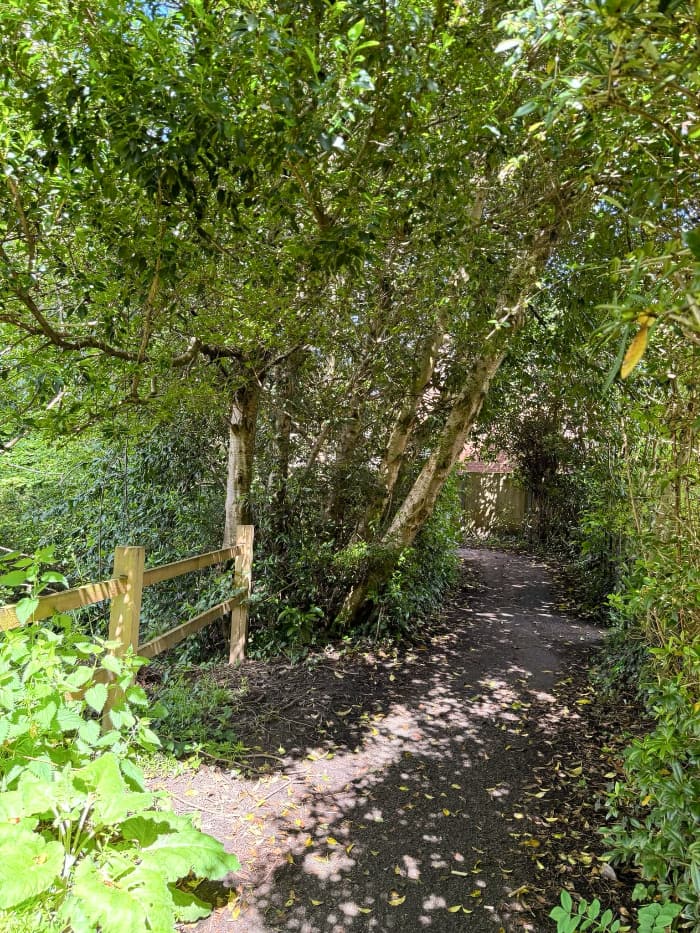 footpath through the woods near my house