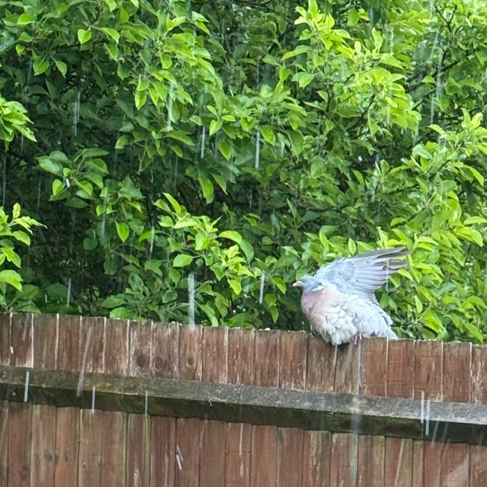 pigeon on the fence rinsing down in the rain