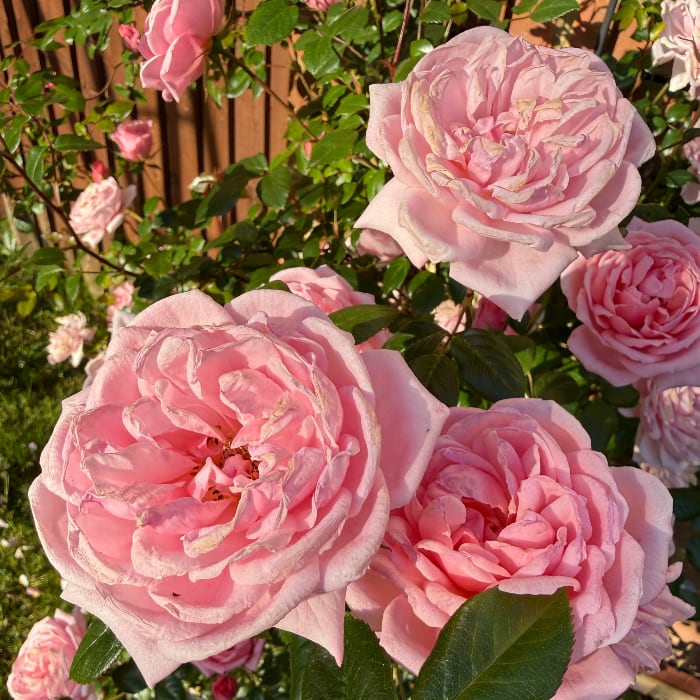 old fashioned roses in front of the house