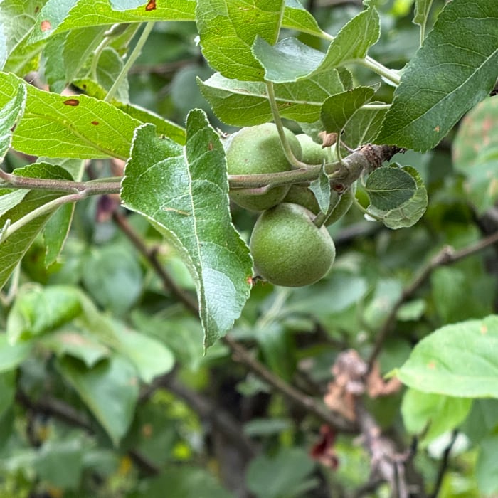 applelings