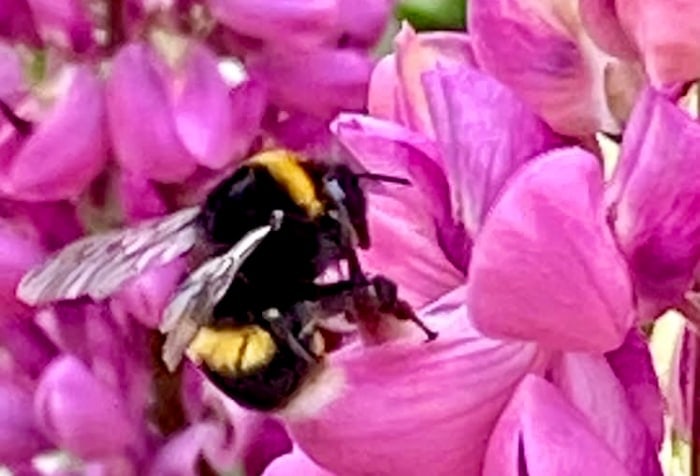 bee on lupins