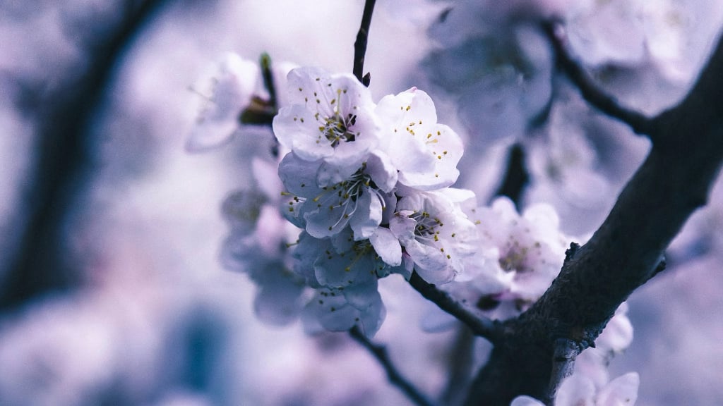 cherry blossoms on a branch