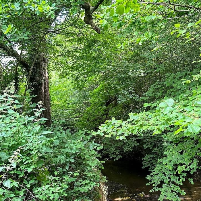 forest with ancient trees and a footpath