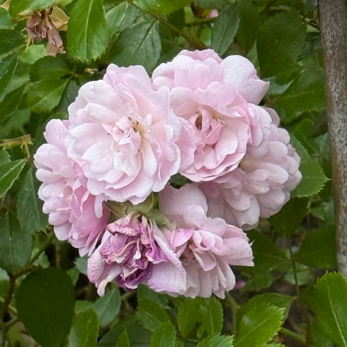 highly scented old fashioned rose