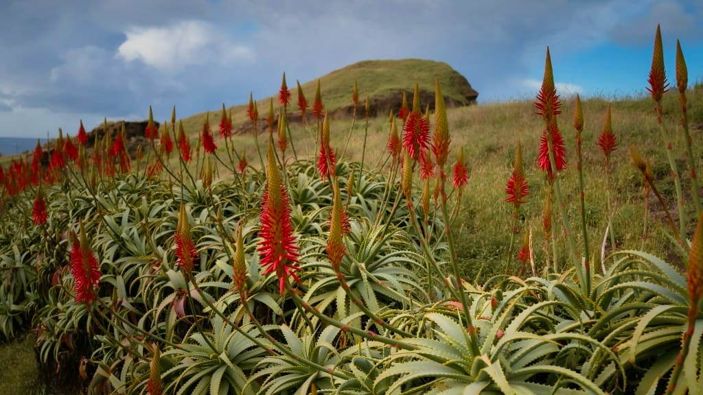 red spike blossoms in the wild of nature