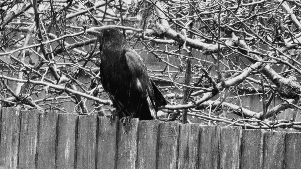 bw photo of a crow sitting on the fence with a bare tree in the background