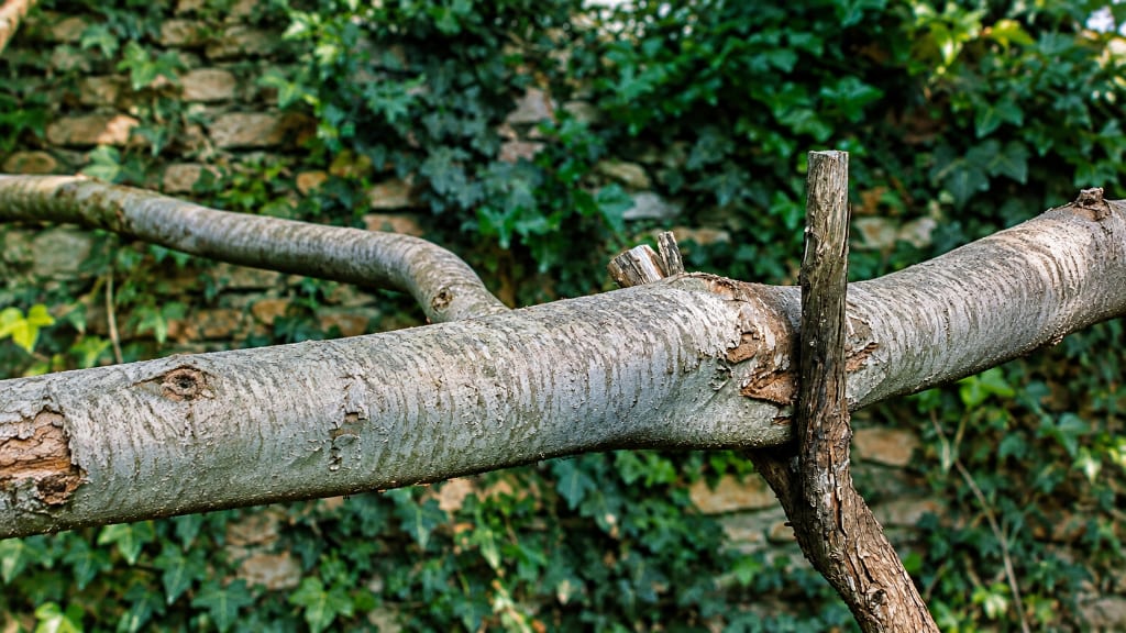 fallen limb from a tree