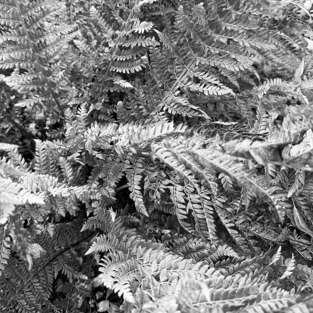 B&W photo of ferns