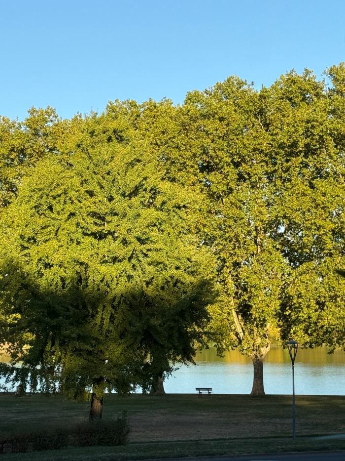 a seat between two trees