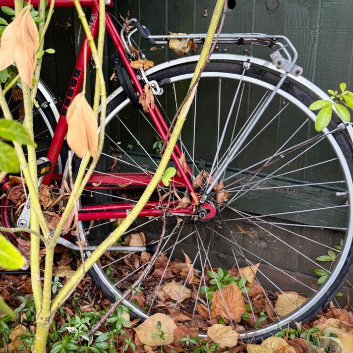 bicycle in the bushes