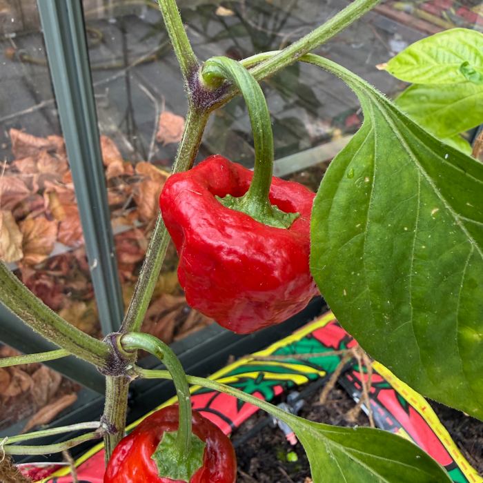 chilli pepper in the greenhouse 