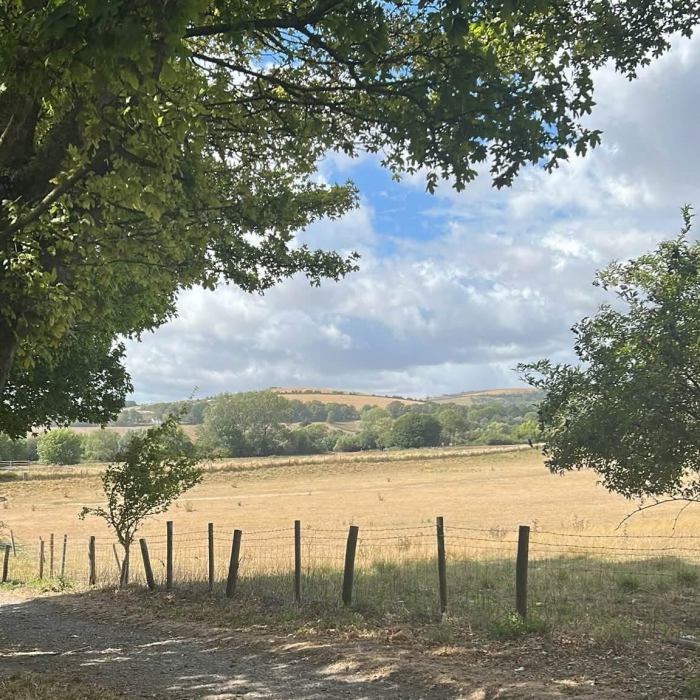 sunny day, path beside a field of dry grain