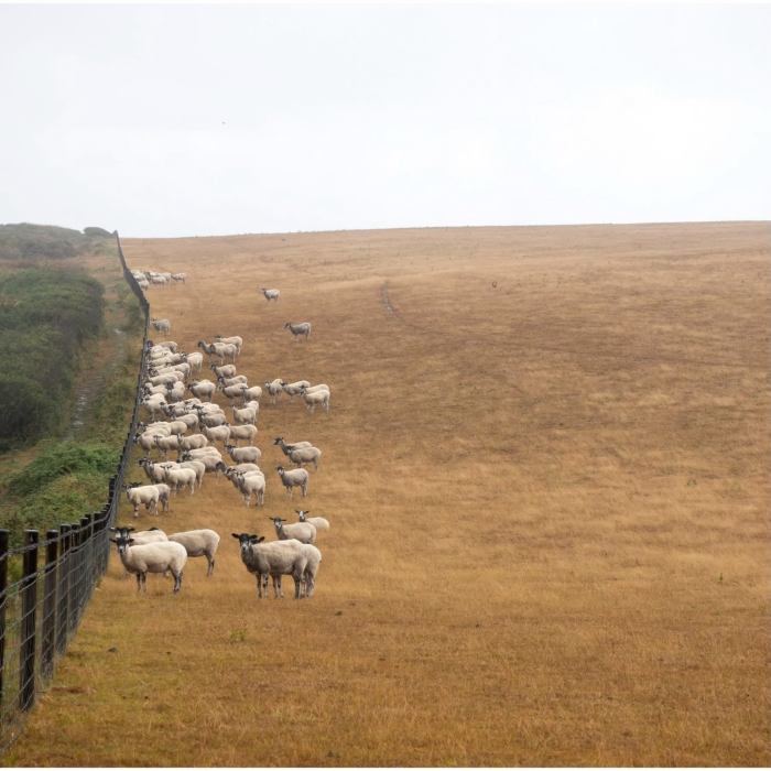 lambs gathered against fence on dry grassy field at Beachy Head