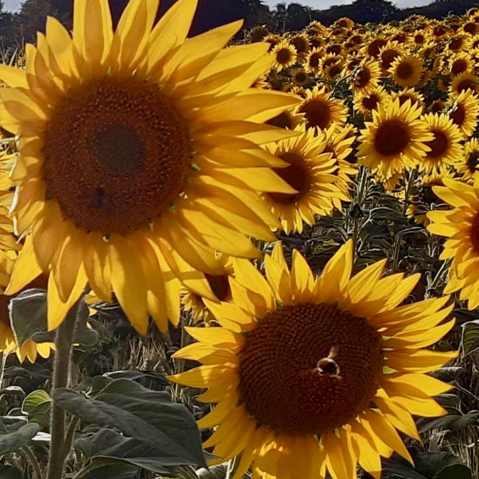 sunflowers