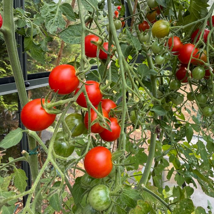 tomatoes int he greenhouse