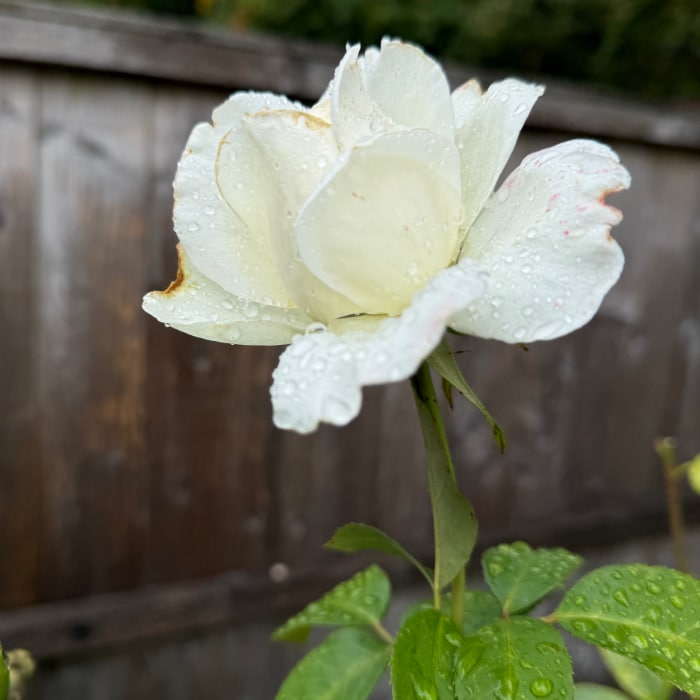 white rose
