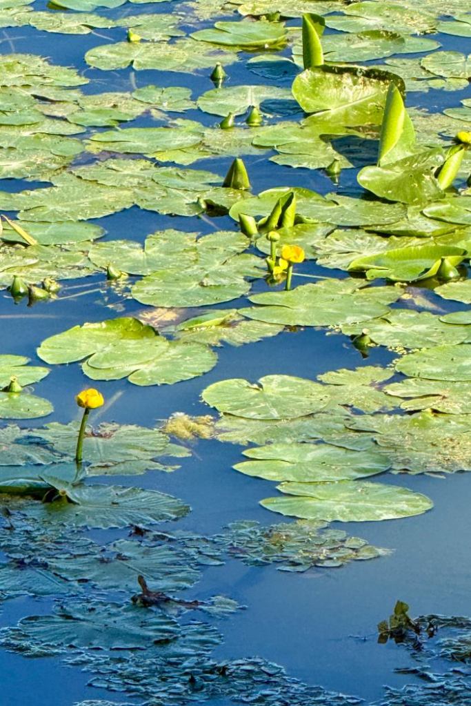 water lilies