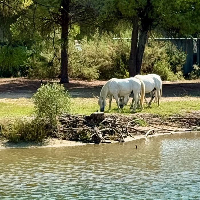 wild horses along the beach