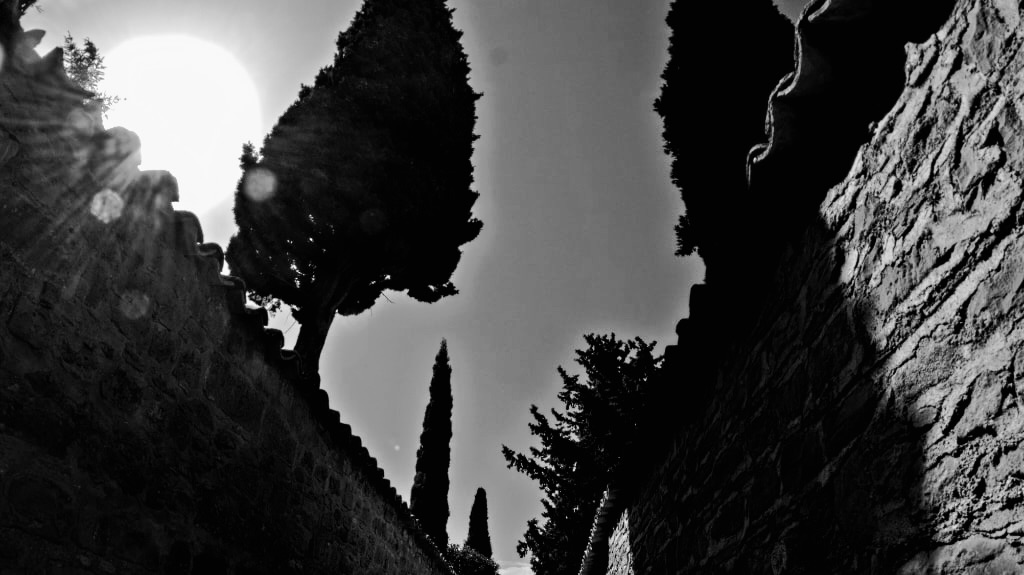 B&W shadows from trees on garden wall with moonlight